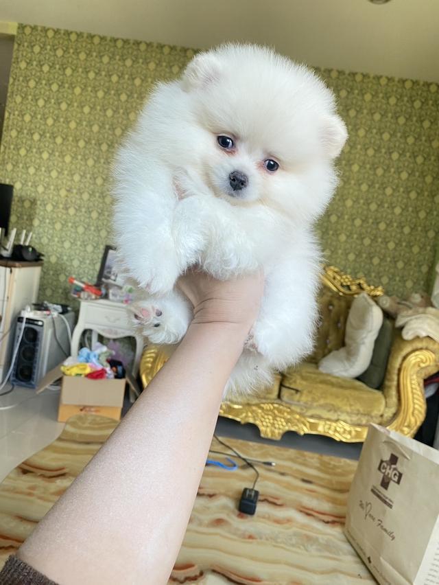 ปอมเมอรเนียนแท้ พร้อมส่ง