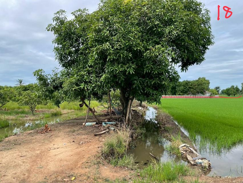 ขายด่วนที่ดินแปลงสวย 10 ไร่ 14