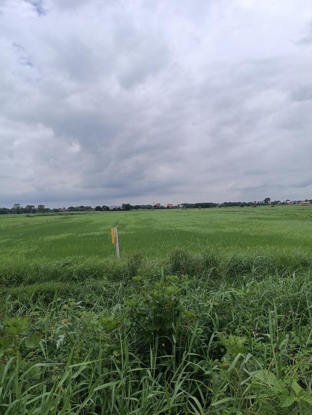 ที่ดิน อยุธยา ติดอุตสาหกรรมโรจนะ 2