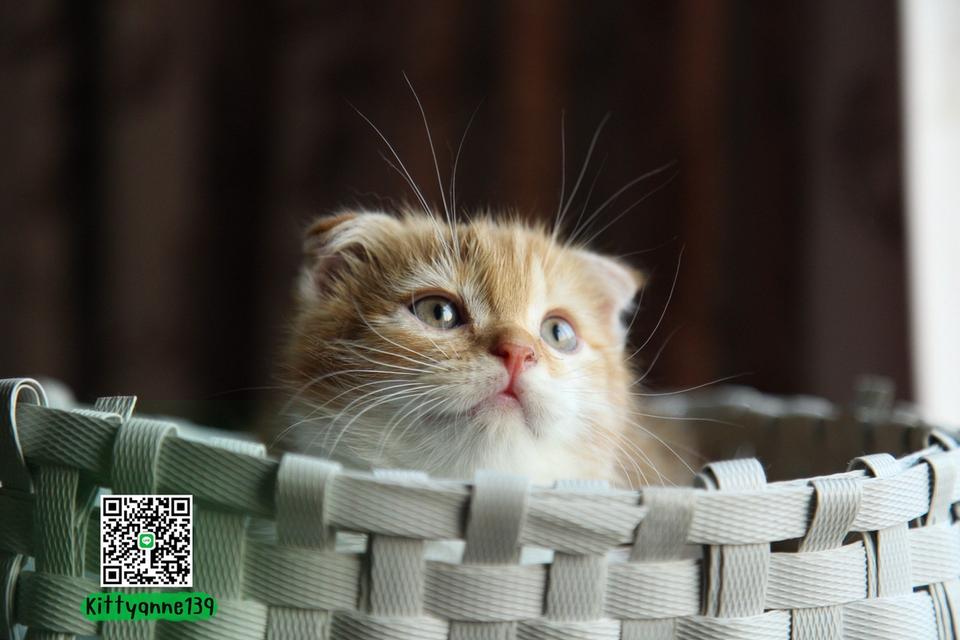 แมวสก็อตติชโฟลด์แท้แบ่งเลี้ยง รูปที่ 16