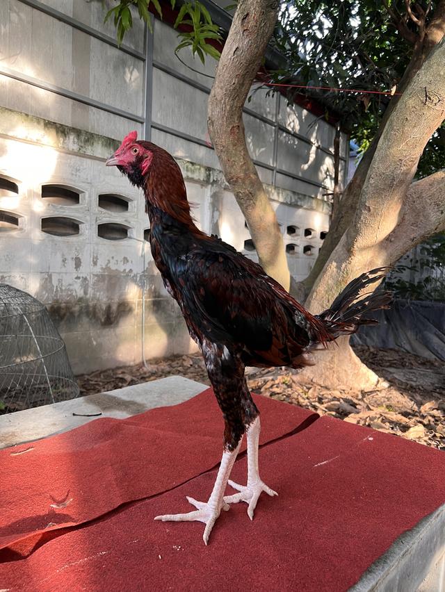 ไก่ชน หลานมหานคร + หลานโกวเซ้ม (สายแดงเล็ก)