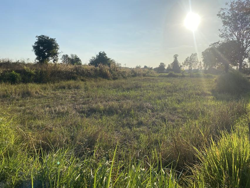 ที่ดิน11ไร่อยู่ถนน4เลนตัดใหม่กาฬสินธุ์-มุกดาหาร 4