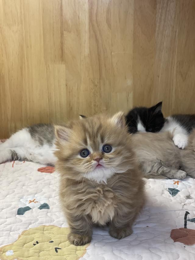 แมวมันช์กิ้น ขาสั้น เพศหญิง รูปที่ 5