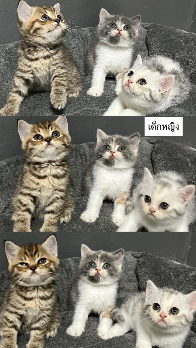 แมวสก็อตติชโฟลด์