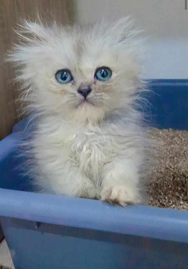 ลูกแมวเปอร์เซีย แท้ๆๆ นนทบุรี