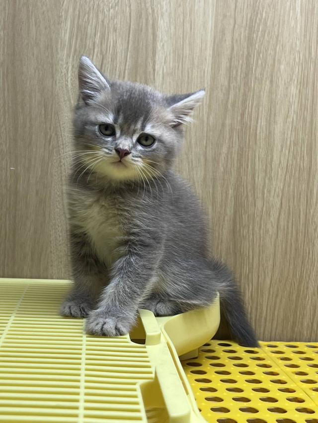 British Shorthair Cat รูปย่อยที่ 3