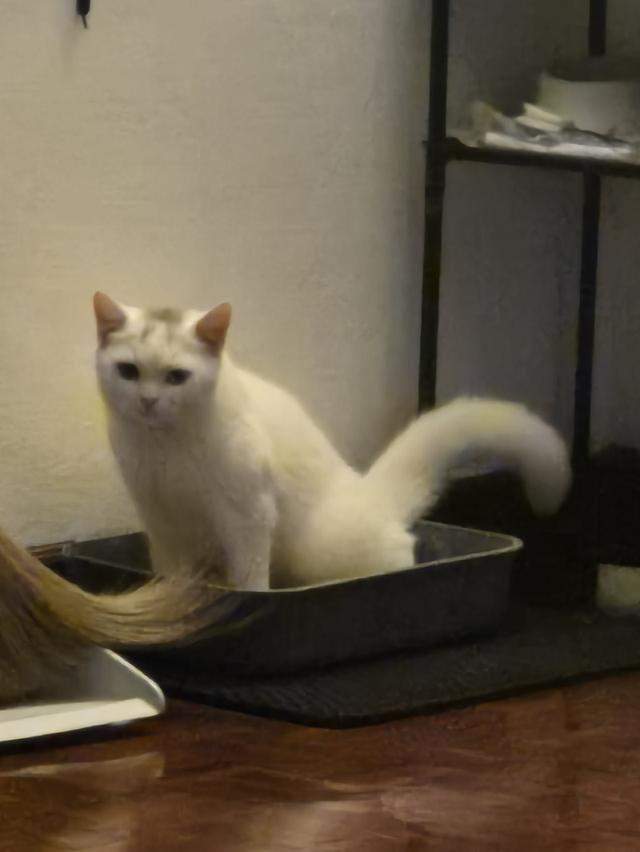 Two eyes color British shorhair & khao manee mix รูปที่ 2