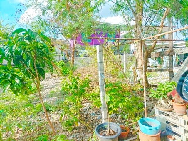 ขายที่ดิน ราคาถูก ตลาดโกสุมรวมใจ 500 ม. นานาชาติฮาร์โรว์ 500 ม.ย่านดอนเมือง 60ตร.วา. MRT ทีโอที 2.7กม. 5