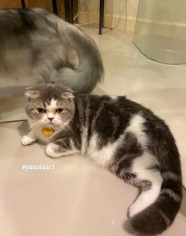🩵ขายลูกแมวสก็อตติช เพศชาย🩵 9