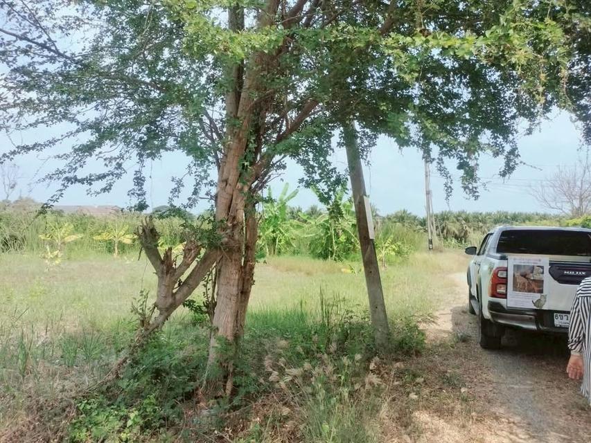 ขายด่วนที่ดิน 400 ตารางวา ติดถนนหินคลุกสาธารณะ อ.นครชัยศรี จ.นครปฐม 3