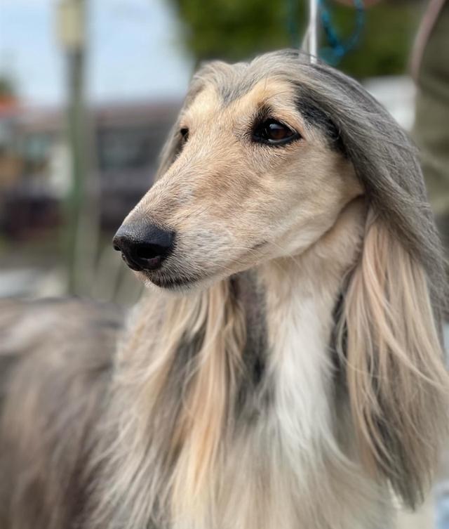 พร้อมขายสุนัข Afghan Hound 2