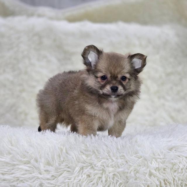 ชิวาวาแท้ขนยาว เพศเมีย พิกัดรามอินทรา 8