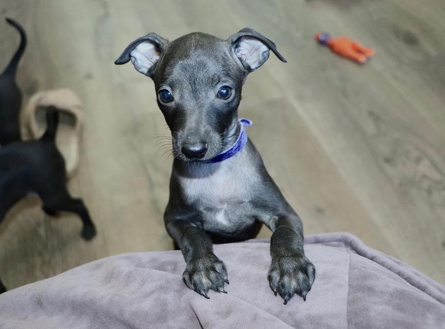 Italian Greyhound puppies.