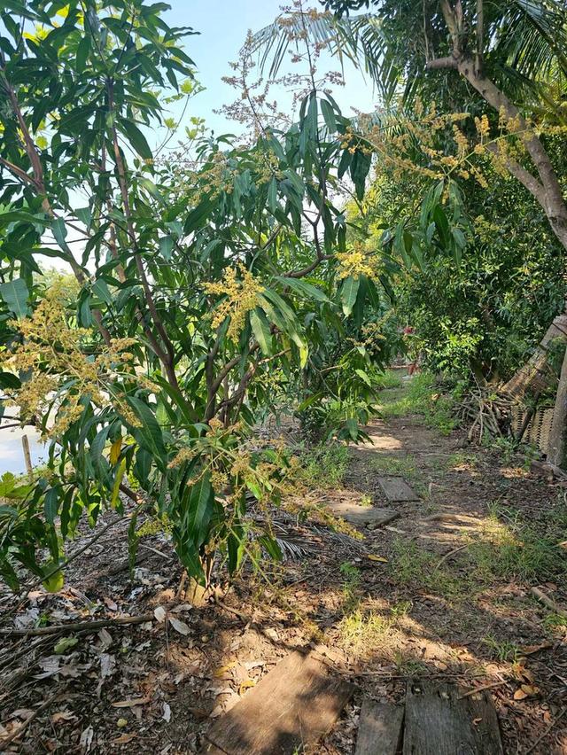 ขายที่ดิน 3-0-80 ไร่ พร้อมสิ่งปลูกสร้าง ติดถนนเลียบคลองขุนศรี ต.ไทรน้อย อ.ไทรน้อย จ.นนทบุรี 3