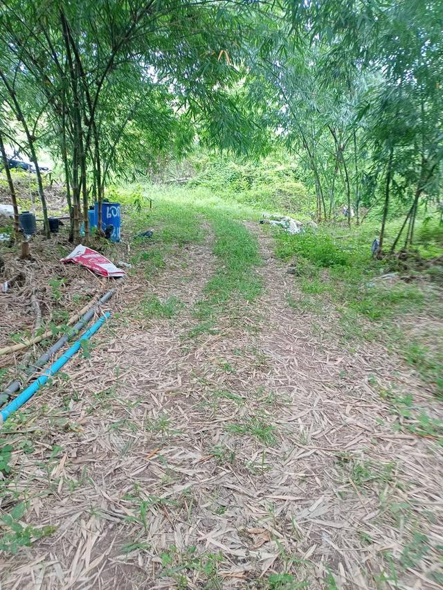 ขายที่ดินทำเลสวยติดเขาใหญ่ใกล้แหล่งท่องเที่ยวติดเขาใหญ่ 10