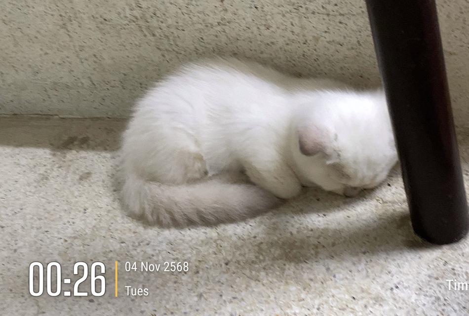 ลูกแมวพันธุ์บริติช ช็อตแฮร์