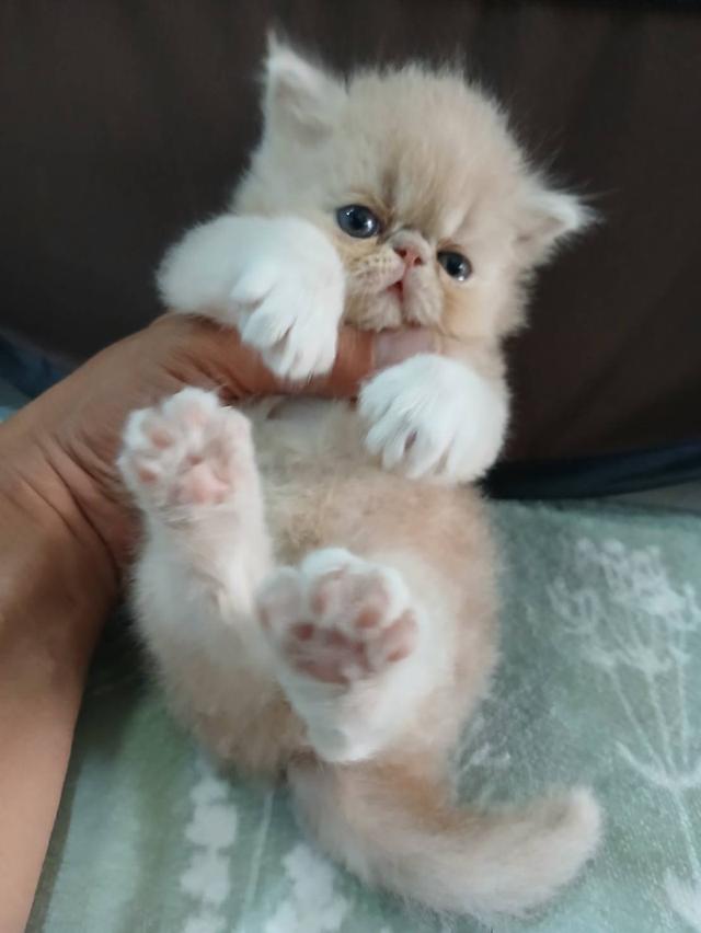 ลูกแมวแอคโซติก 5