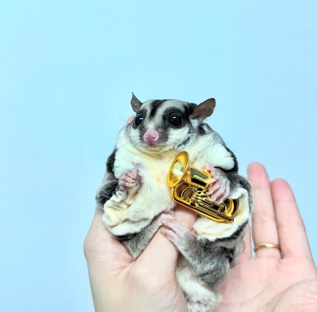 ขายพ่อพันธุ์ Sugar Glider