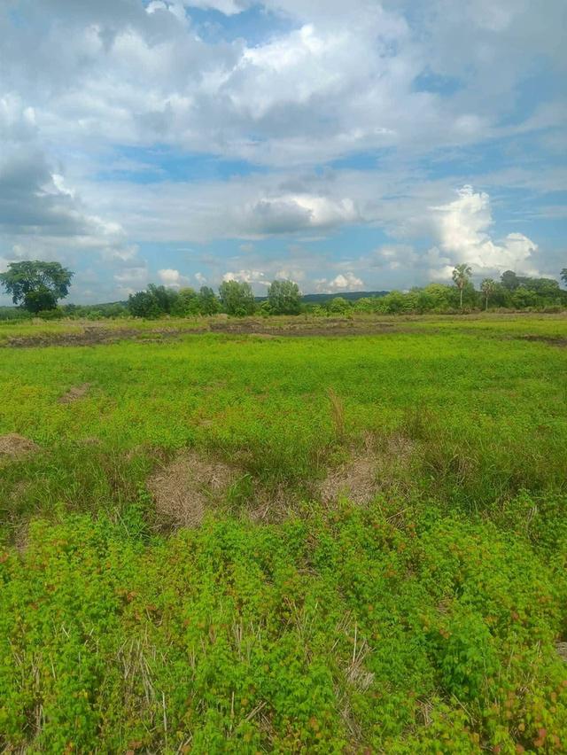 ที่ดิน จังหวัด บุรีรัมย์ อ.นางรอง เจ้าของขายเอง มีโฉนด 8