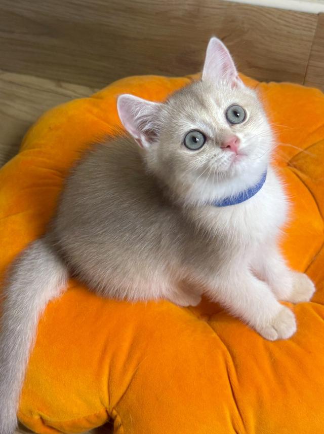 แมวบริติช