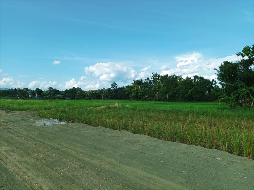 ขายที่ดิน ราคา3,980บาท/ตร.ว. ต.ป่าป้อง อ.ดอยสะเก็ด จ.เชียงใหม่ 12