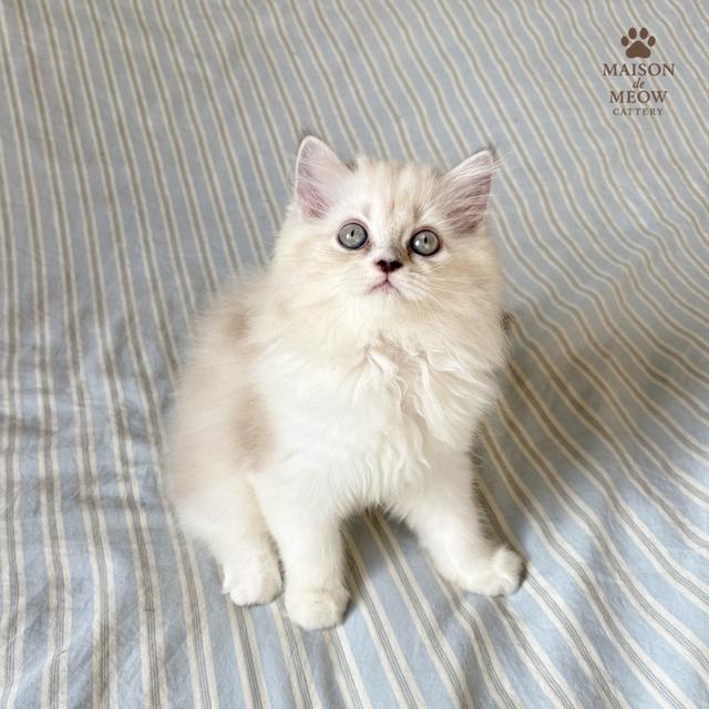 ❌🏠ได้บ้านแล้ว เปอร์เซียแท้ สีพอยท์ครีม