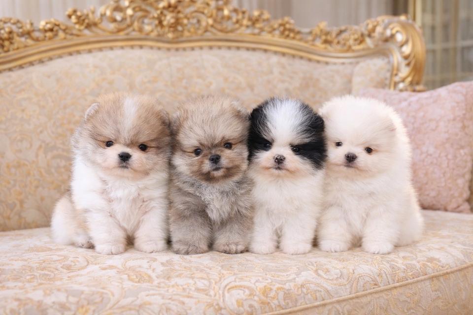 ลูกปอมเมอเรเนียนแท้ ราคาพิเศษ มีบริการจัดส่ง