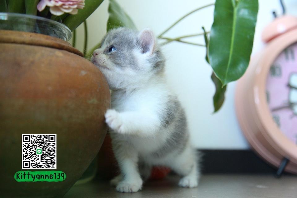 แมวหิมาลายันบริติชแท้ 8