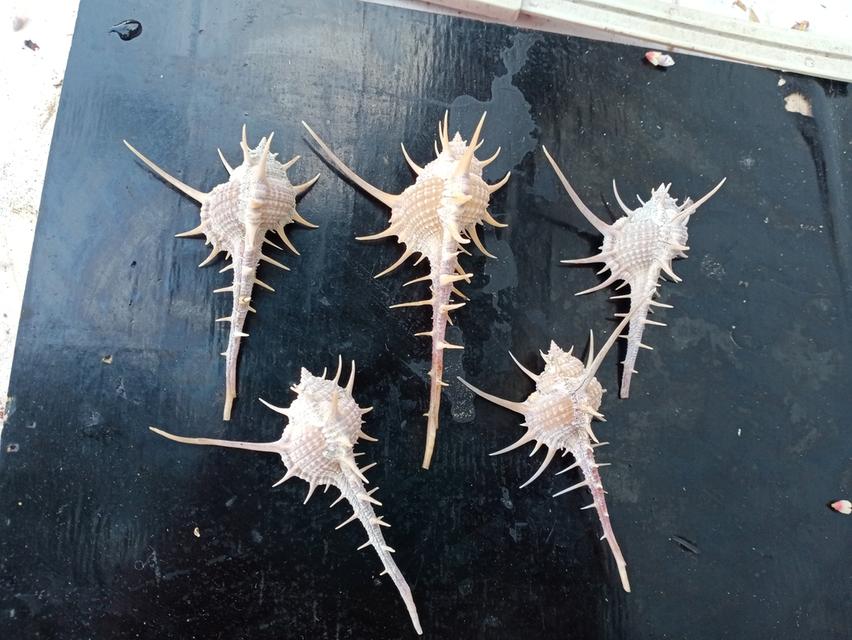 เปลือกหอยสะสม สวยงาม รูปที่ 10