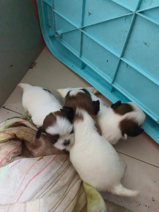 ชิสุทอยลูกสุนัขพันธุ์เล็ก