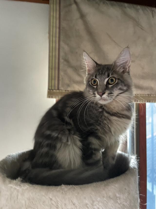Main coon