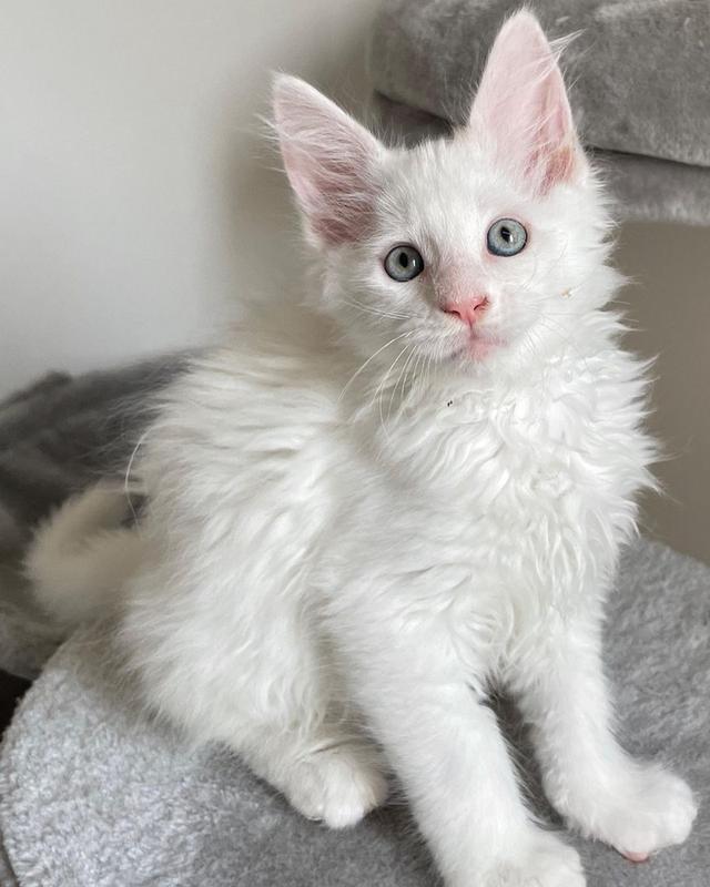 Maine Coon Kittens  WhatsApp me : ( +63 985 762 7466 )