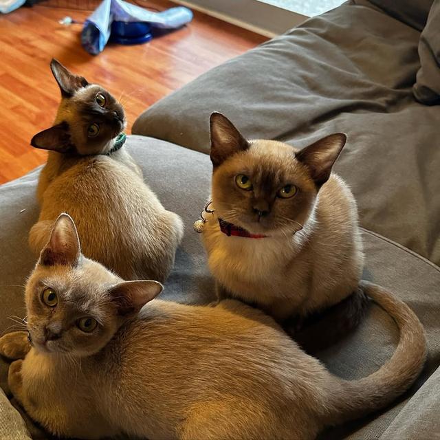 European Burmese kittens.  WhatsApp me : +66 63 826 3042 รูปที่ 2