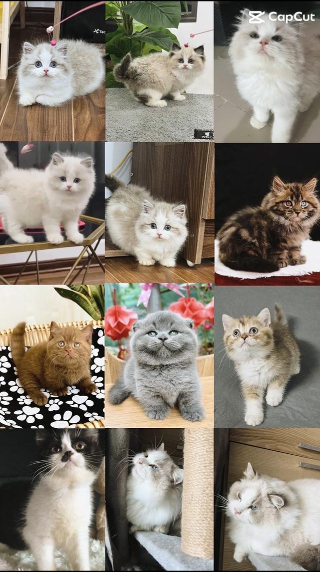 แมวแร็กดอล ฟาร์มแมวล้ายดีดี  กทมแวะมาดูน้องๆได้ค่ะ