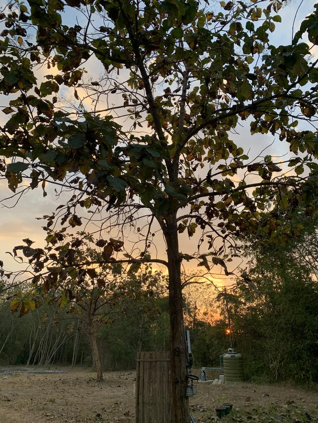 ที่ดิน 9 ไร่ 1 งาน 7 ตรว 6