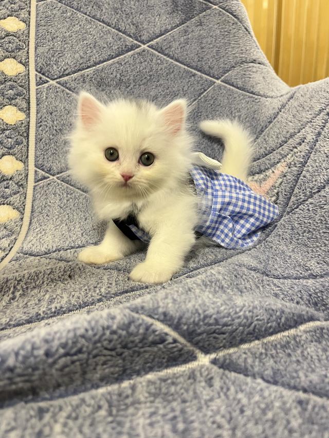 แมวเปอร์เซีย แมวสีขาว 9