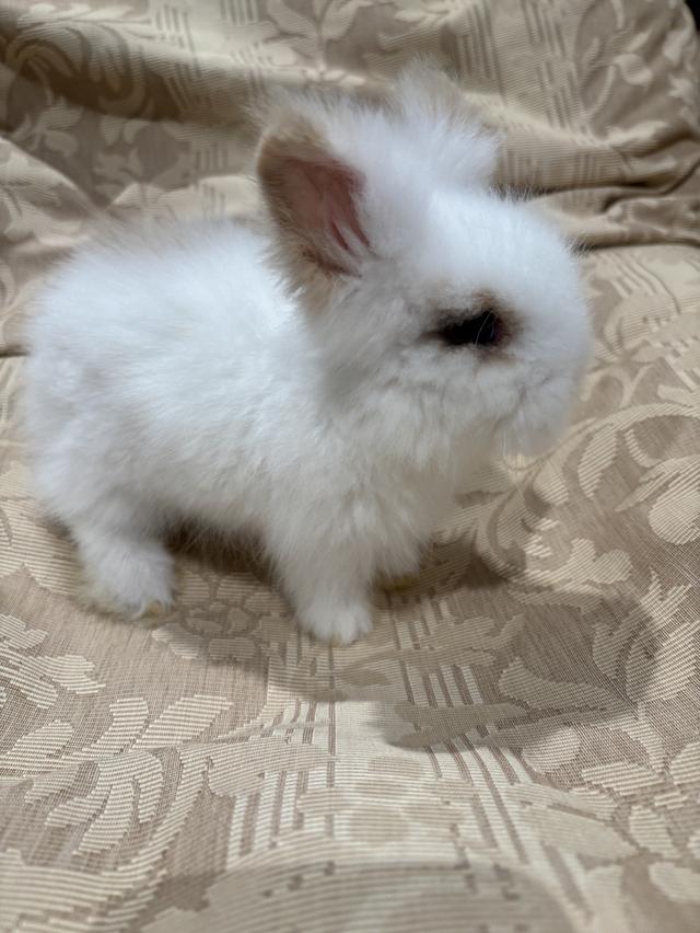 Teddy Bear Rabbit 12