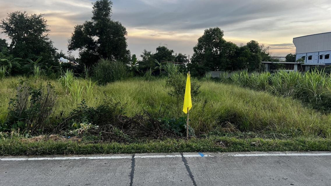 ขายที่ดินเปิดแปลงใหม่ คลองสาม  คลองหลวง ปทุมธานี 100 ตารางวาเพียง  8.5 แสนบาท 20