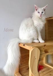 แมวเมนคูนสีขาว 2