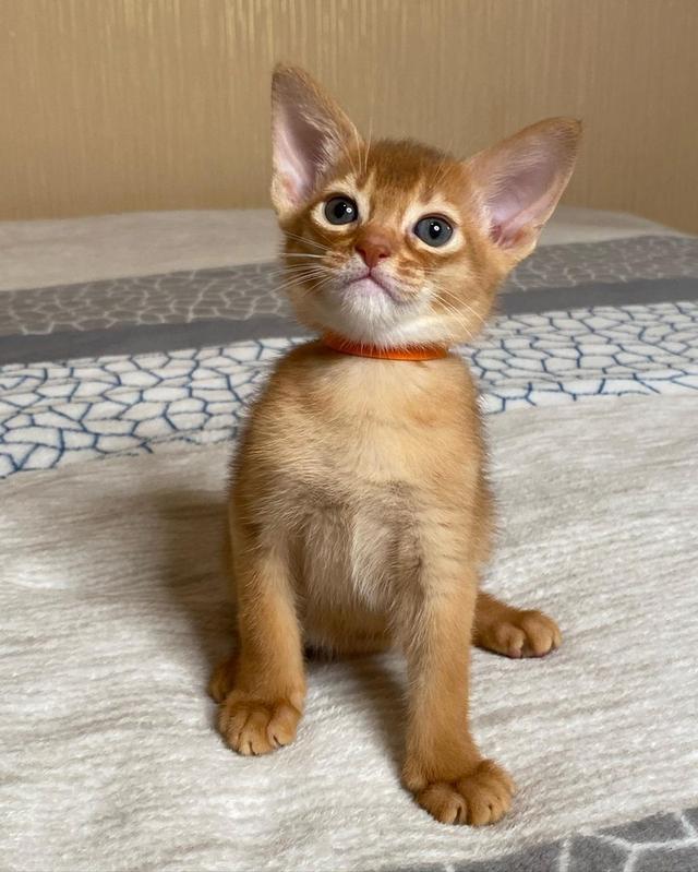 Abyssinian Kittens Ready รูปที่ 4