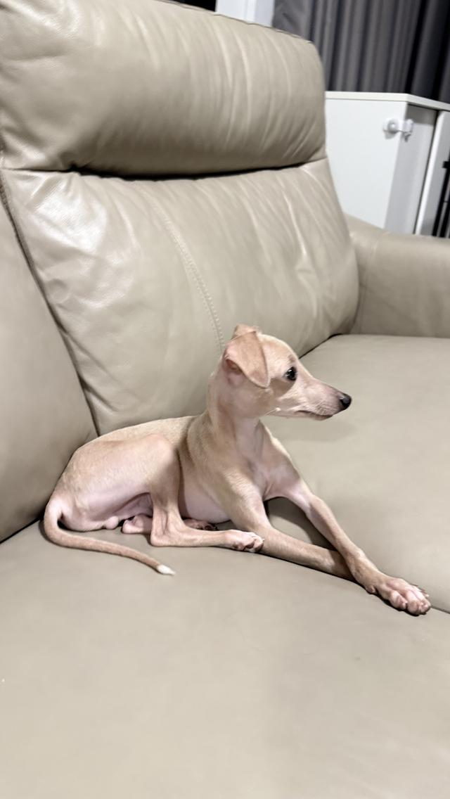 อิตาเลียน เกรย์ฮาวด์ รูปที่ 5