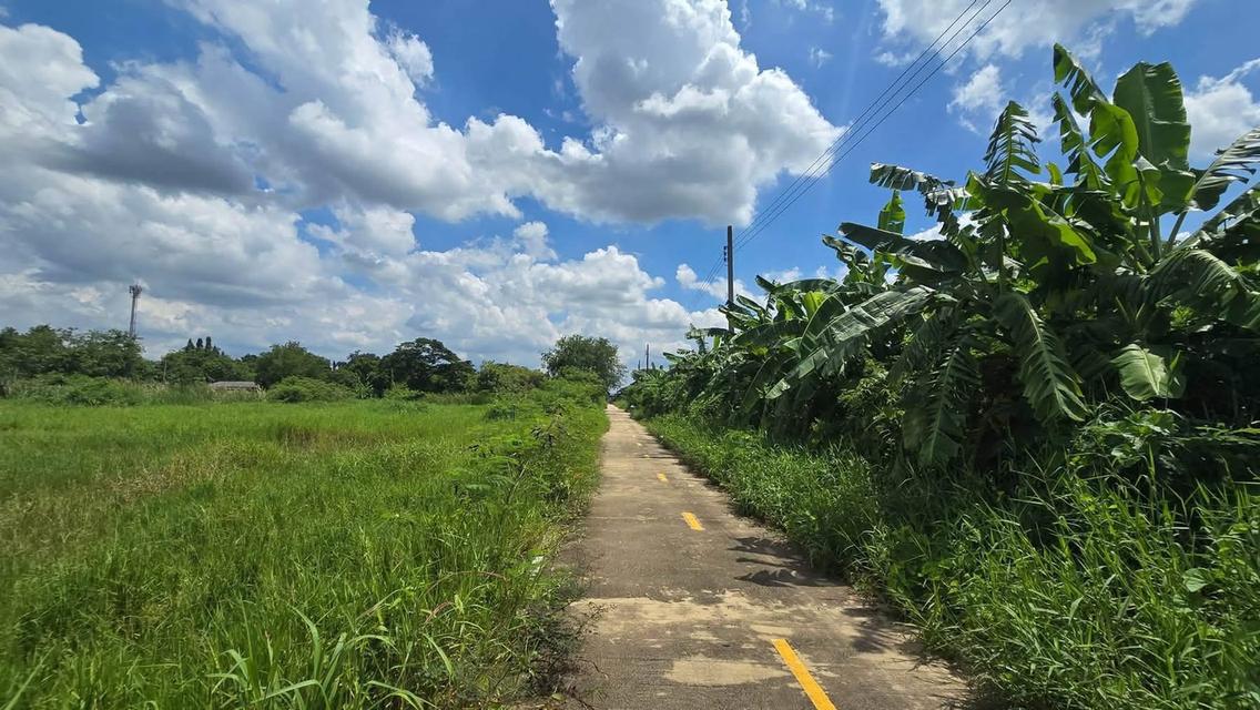 ขายด่วนที่ดิน 1 ไร่ ติดถนนคอนกรีต ซอย เคหะการเกษตร 49 บางบัวทอง นนทบุรี 5