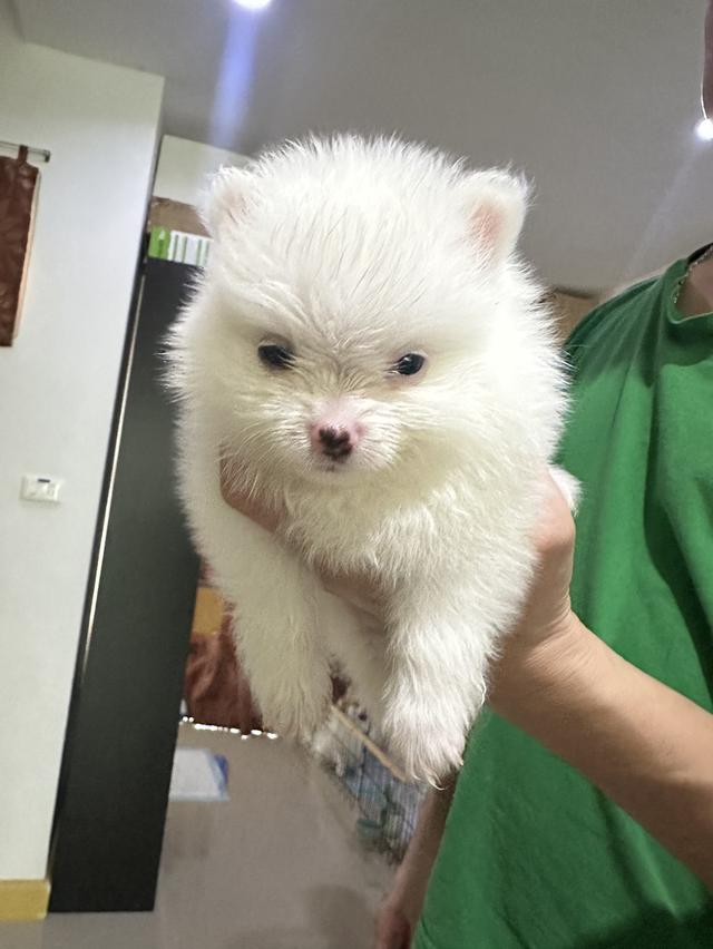 ปอมขาว
