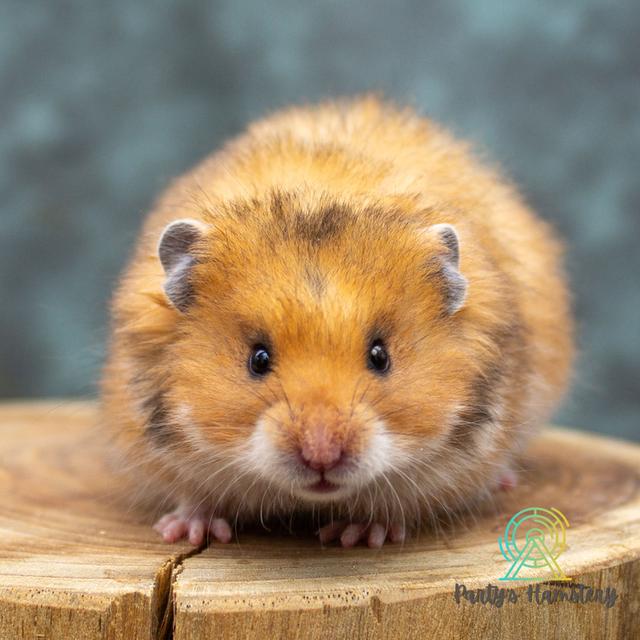 Hamster Donmuang - ขายหนูแฮมสเตอร์ 13