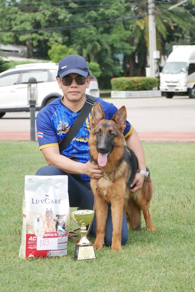 ลูกสุนัขเยอรมันเชพเพริด รูปที่ 7