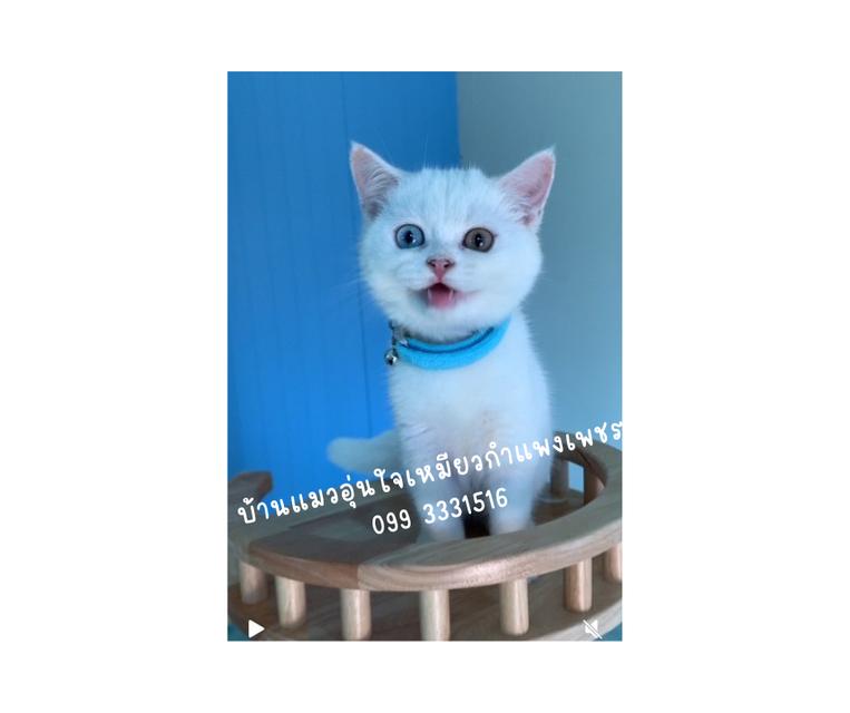 น้องแมว ดญ สีขาวตาสองสี พันธ์บริติสกับสก็อตติส อายุสามเดือนพร้อมย้ายเลย