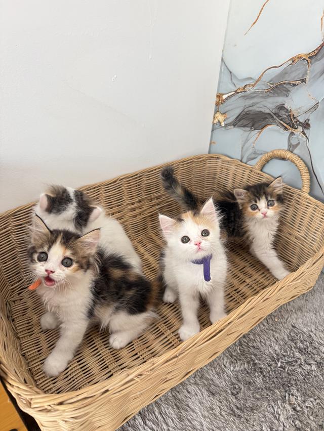 ลูกแมวพันธุ์สก๊อตติชแท้