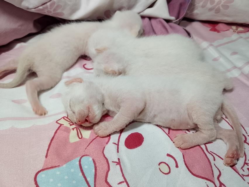 ลูกแมวขาวมณี 6