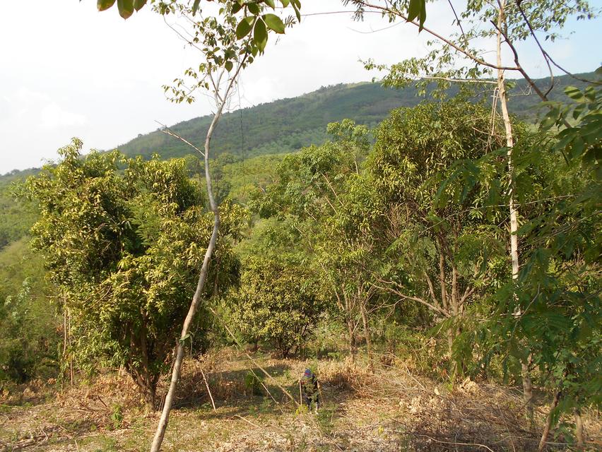 ที่ดินติดลำห้วย บ้านผาแดง ต.นายม อ.เมือง จ.เพชรบูรณ์ 11