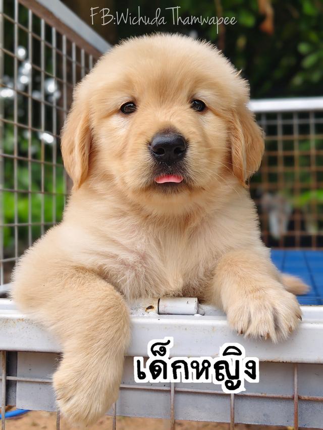 โกลเด้นสายพันธุ์แท้💯💯💯🦮